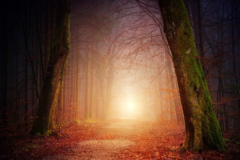 Tranquil Forest